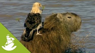 Capybaras the largest rodents in the world [upl. by Anayaran809]