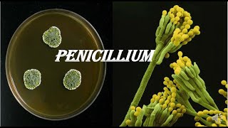 Penicillium [upl. by Pontus]