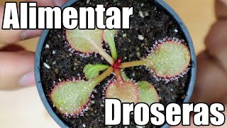 ¿Debo alimentar a mis droseras  Plantas carnivoras  México Verde [upl. by Cordeelia367]