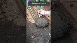 Bamboo Palm Propagation shorts viralvideo shortvideo [upl. by Suicul]