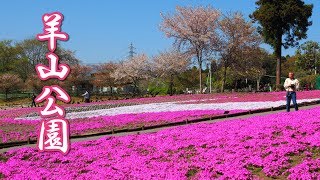 【Cherry blossoms】Hitsujiyama Park 2019 4K 羊山公園 芝桜 [upl. by Pippo341]