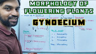 Gynoecium  Morphology of Flowering Plants [upl. by Calise]