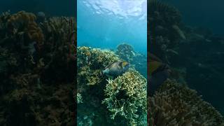 The terrifying titan triggerfish a natural enemy of divers is fast asleeptriggerfish skindiving [upl. by Yeoz]