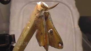 Moth emerging from cocoon  expanding wings time lapse [upl. by Alial]