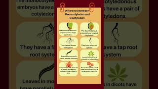 Difference Between Monocotyledon and DicotyledonMonocotyledondicotyledonshorts monocot dicot [upl. by Leicam]