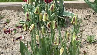 Fritillaria Acmopetala  Bulbs for Fall Planting [upl. by Yelkcub]