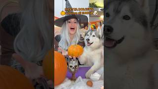 RICETTA dei DOLCETTI a forma di ZUCCA🎃😋🐶 ricetta cibo food halloween cane dog [upl. by Yelsha144]