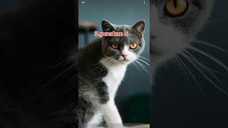 How to get rid of fleas on catscara menghilangkan kutu pada kucing [upl. by Reedy]