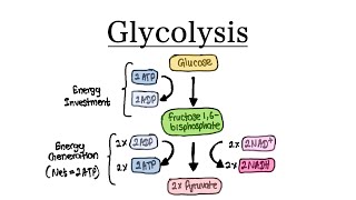 Glycolysis  MCAT Biochemistry [upl. by Idnerb]