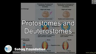 Protostomes versus Deuterostomes Biology Lecture  Sabaqpk [upl. by Anuaf]