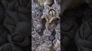 What Are Barnacles  Marine Mysteries Uncovered shorts [upl. by Otreblig]