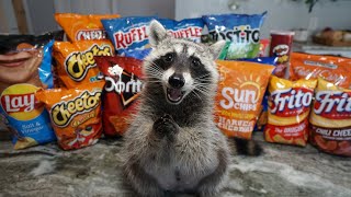 Raccoon Tries Most Popular Chips to see Which Chip is the Best [upl. by Mallina513]