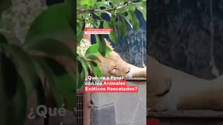 Nadie sabe que va a pasar con animales en peligro de extinción encontrados en casa de seguridad [upl. by Danzig494]