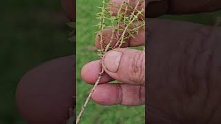 Mrs Murshida Botanist explain about Rotola rosea [upl. by Netloc]