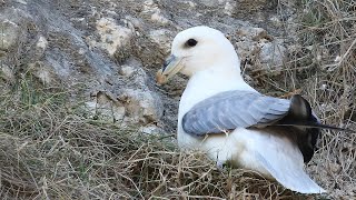 Northern Fulmar Noisy Courtship  Fulmarus glacialis [upl. by Barbi]