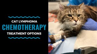 Cat Lymphoma Chemotherapy Treatment Options Vlog 100 [upl. by Eadnus]