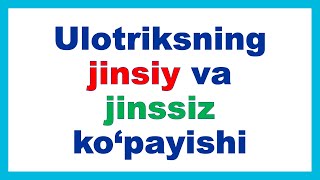 Ulotriksning jinsiy va jinssiz kopayishi  Улотрикснинг жинсий ва жинссиз кўпайиши [upl. by Noled]