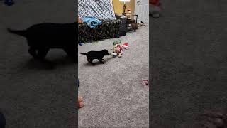 quotPUPPY STEALS ToY HigH Tails out of Therequot dog puppy funnyanimal labrador funny action [upl. by Enajaras]