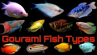 Top 14 Popular Gourami Fish Types [upl. by Melanie571]