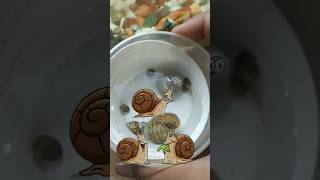 🐌 sabi snail ne fish tank pe hamla kar deyasnailfishtank shortsfeed minivlog [upl. by Parnell946]