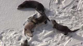 Playful Otters [upl. by Yolanda]