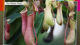 Insectivorous Plants  Macmillan Education India [upl. by Domella589]