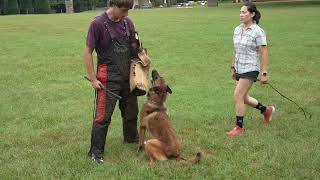 Trained Belgian Malinois Showcases Protection Skills  Attack Obedience amp Guarding [upl. by Mercedes]