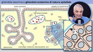 Tessuto ghiandolare endocrino [upl. by Botnick]