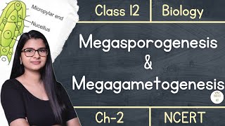 Class 12  Megasporogenesis amp Megagametogenesis  NCERT [upl. by Ibbed956]