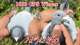 Imported Long Distance Racing Pigeon played 1000 KM  Racer Pigeon For Sale [upl. by Anilef]