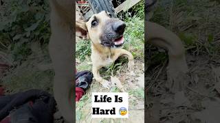 Again Rabies Infected Dog 😱  minivlog [upl. by Bouchier]