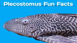 Fun Facts about the Plecostomus [upl. by Cynthla]