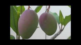 How to Grow the Tommy Atkins Mango Tree [upl. by Egan]