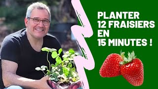 Potager  comment je plante 12 fraisiers en moins de 15 minutes chrono [upl. by Venita]