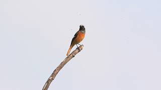 Daurian redstart calls 黃尾鴝叫聲 [upl. by Winson]