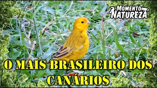 Canário  da  terra  Sicalis flaveola   Momento Natureza [upl. by Nanreik405]