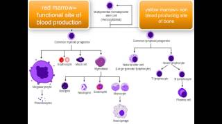 Immunology  introduction [upl. by Assiron358]