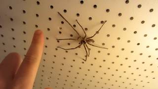 One BIG Japanese house spider Kyushu Japan [upl. by Nylissej]