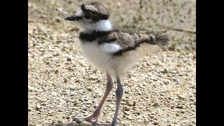 Killdeer family dancing the brokenwing HD [upl. by Frentz]