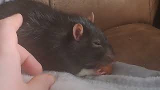 Remmy the Rat Chewing on a Hazel Nut [upl. by Gnen]