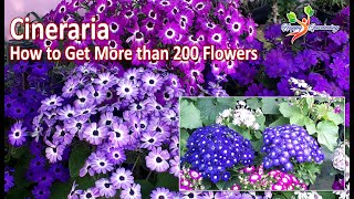 How to Grow Cineraria from seeds  Care of Cineraria Plants  Cineraria Open pollinated Seeds [upl. by Elik]