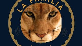 Pumas Gana gusta y golea gran resultado contra el América y más [upl. by Eloci48]