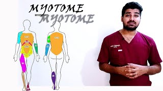 Myotomes Myotomes made easy to understand  How to remember Myotomes easily clinicaltalks [upl. by Kizzee]