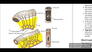 Jejunum Vs Ileum [upl. by Natsirt]