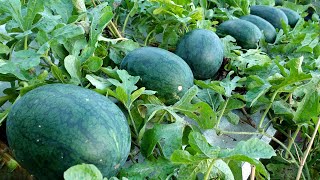 Growing Watermelon on the Terrace big and beautiful fruit easy for beginners [upl. by Calhoun]