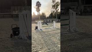 Running a SHOW JUMPING course in under 40 seconds so it can be a YouTube Short [upl. by Hendon828]