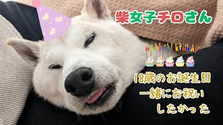 【 柴犬】一緒に迎えたかった18歳｜お誕生日に何をしてますか？ [upl. by Aitas]