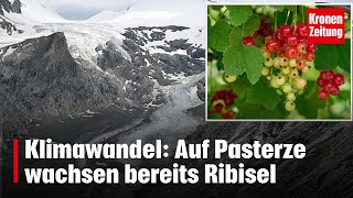 Klimawandel Auf Pasterze wachsen bereits Ribisel  kronetv NEWS [upl. by Anez]