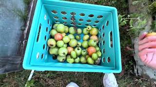 How to Ripen Green Tomatoes [upl. by Gardal]