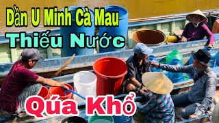 Khẩn Cấp 🔴Các Xã Huyện U Minh Cà MauĐang Cần Nước UốngNước Sinh Hoạt [upl. by Atiuqal54]